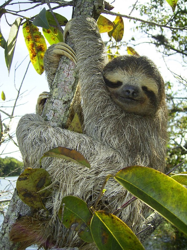 Bradypus tridatylus (Bicho-pregui&ccedil;a)